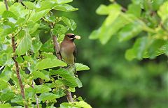 Cedar Waxwing